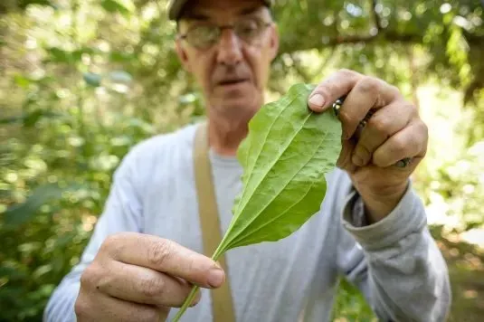 Pascal Baudar holding a leaf