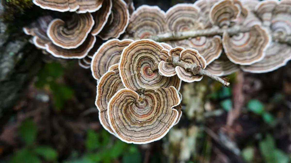 Wild mushrooms and fungi close-up