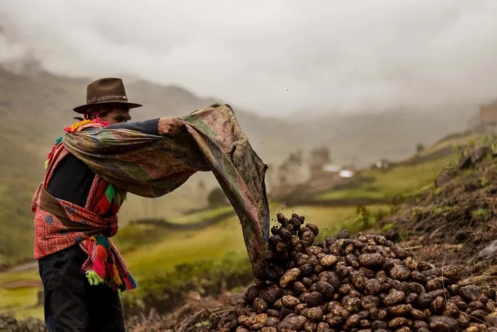 Julio Hancco Mamani in a potato field in the Andes