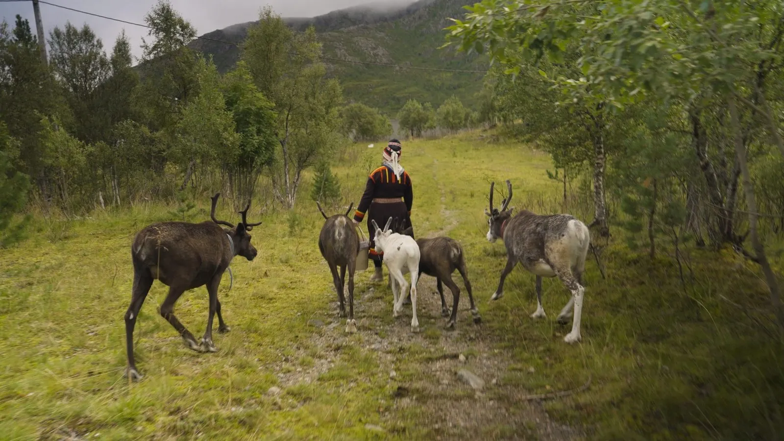 Máret Rávdná Buljo leading her reindeer along a birch-lined path