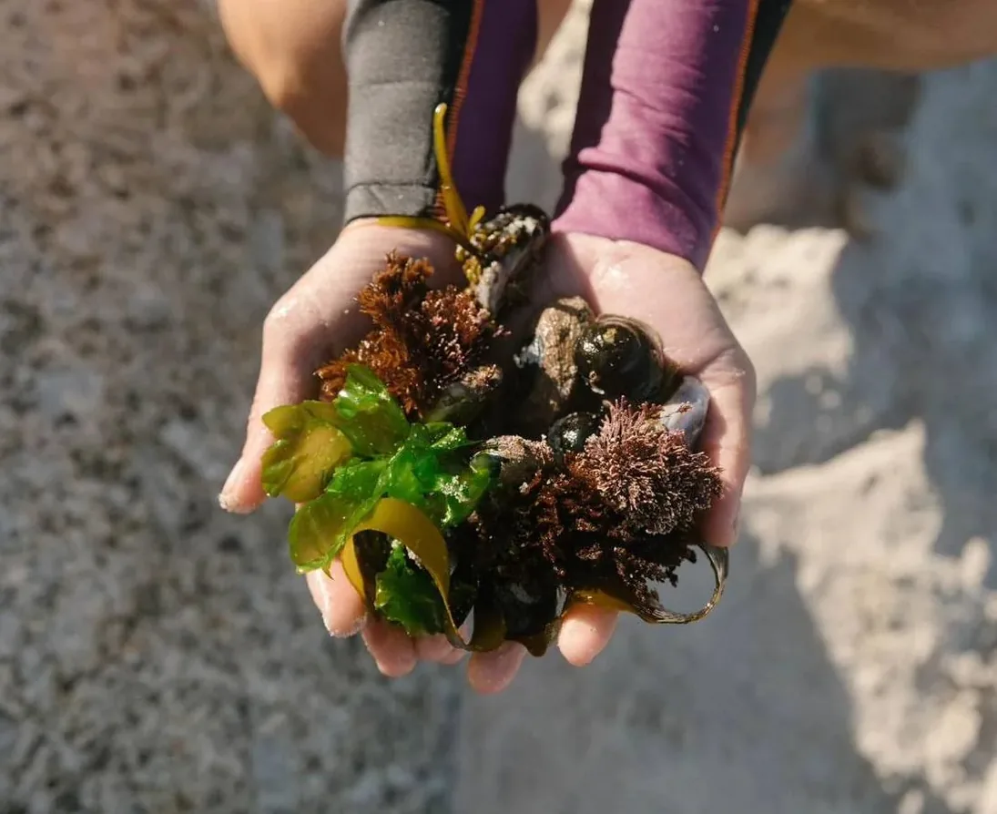 Hands holding foraged seaweed and shellfish