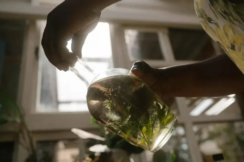 A wild botanical infusion
