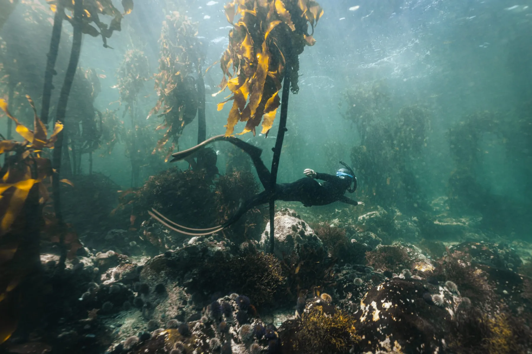 Freediving in the kelp forest