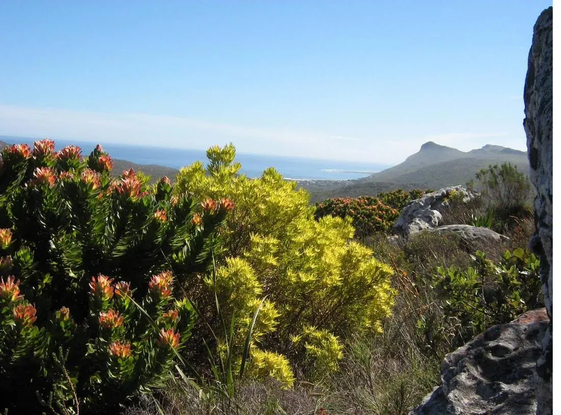 Fynbos and coastline of the Cape Peninsula