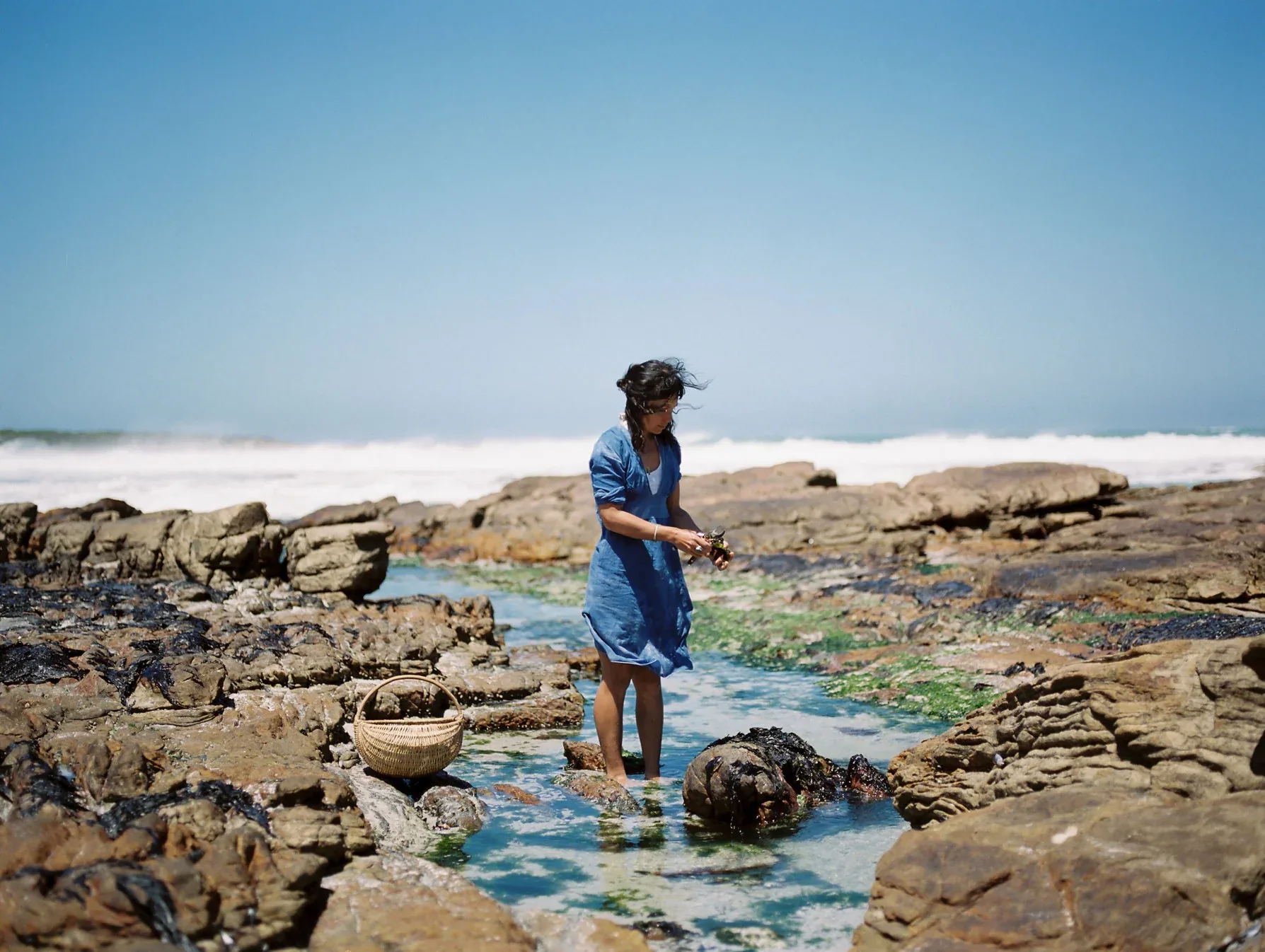 Roushanna foraging in a tidal pool